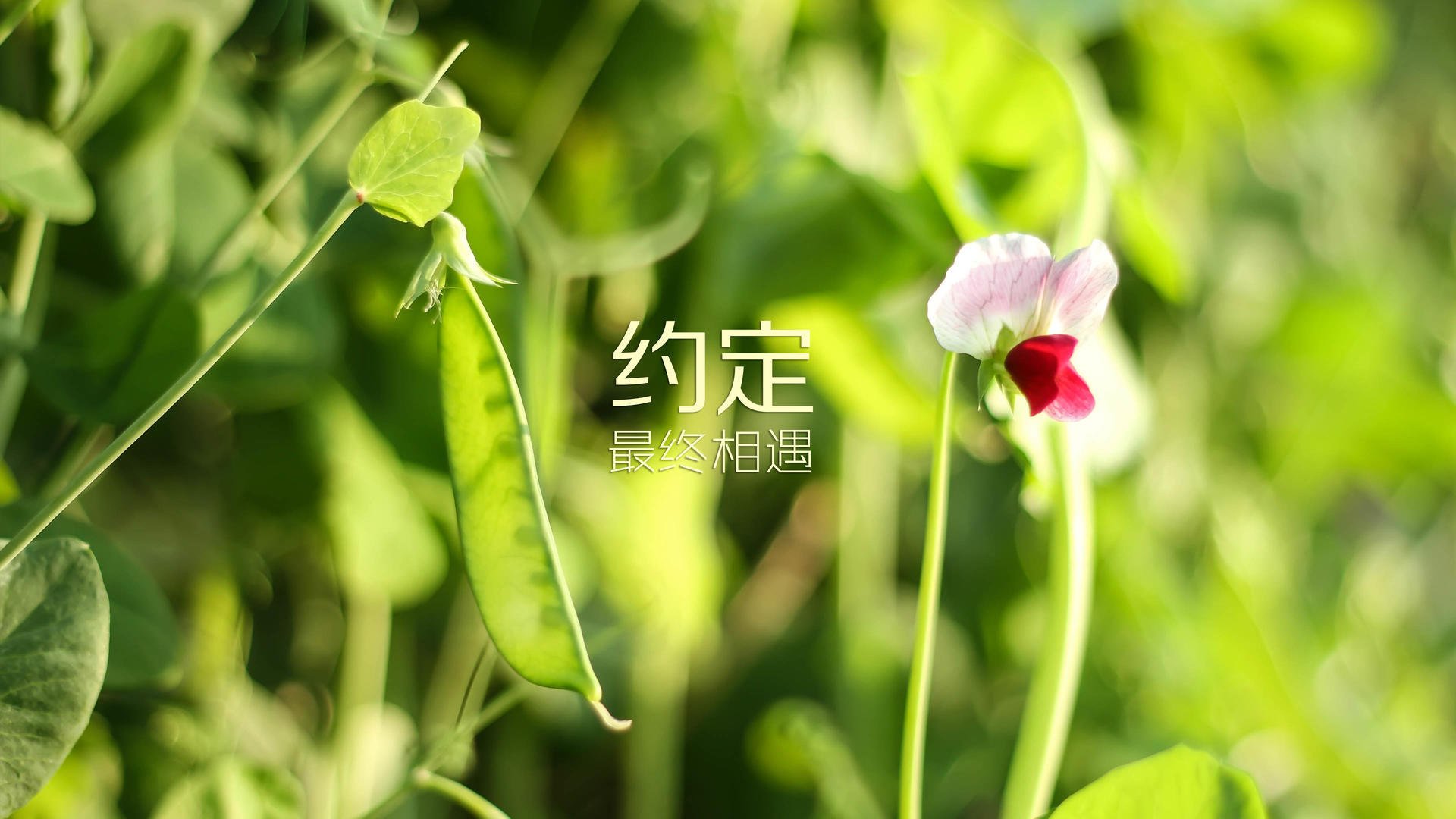 随机中国篮球运动普及与推广现状，中国篮球运动普及与推广现状分析