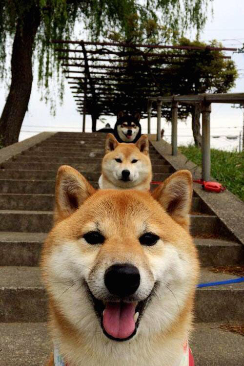 体育明星短剧上线引发全民健身热潮,体育明星的视频