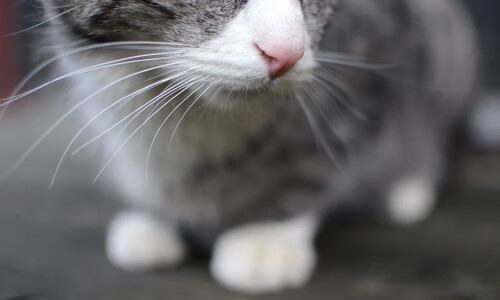 博卡未来三年关键在于稳定阵容核心,博卡主场叫什么名字