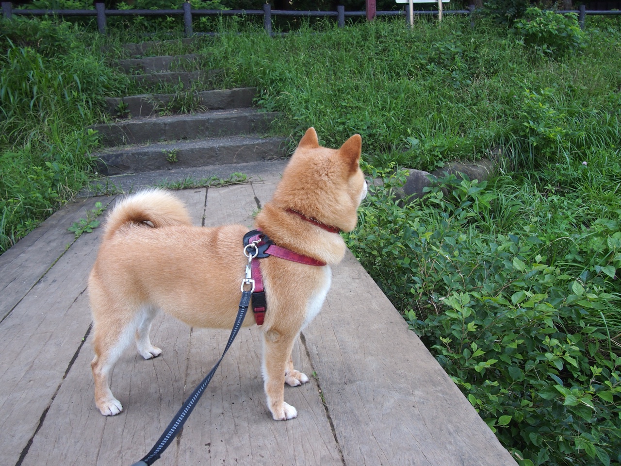 校园足球文化活动被边缘化,校园足球文化活动有哪些