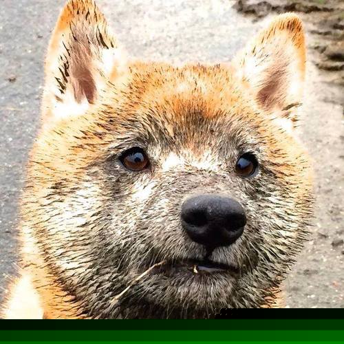 随机卡西尔·鲁索与麦迪逊·基尼跳板配合无懈可击，卡鲁索nba