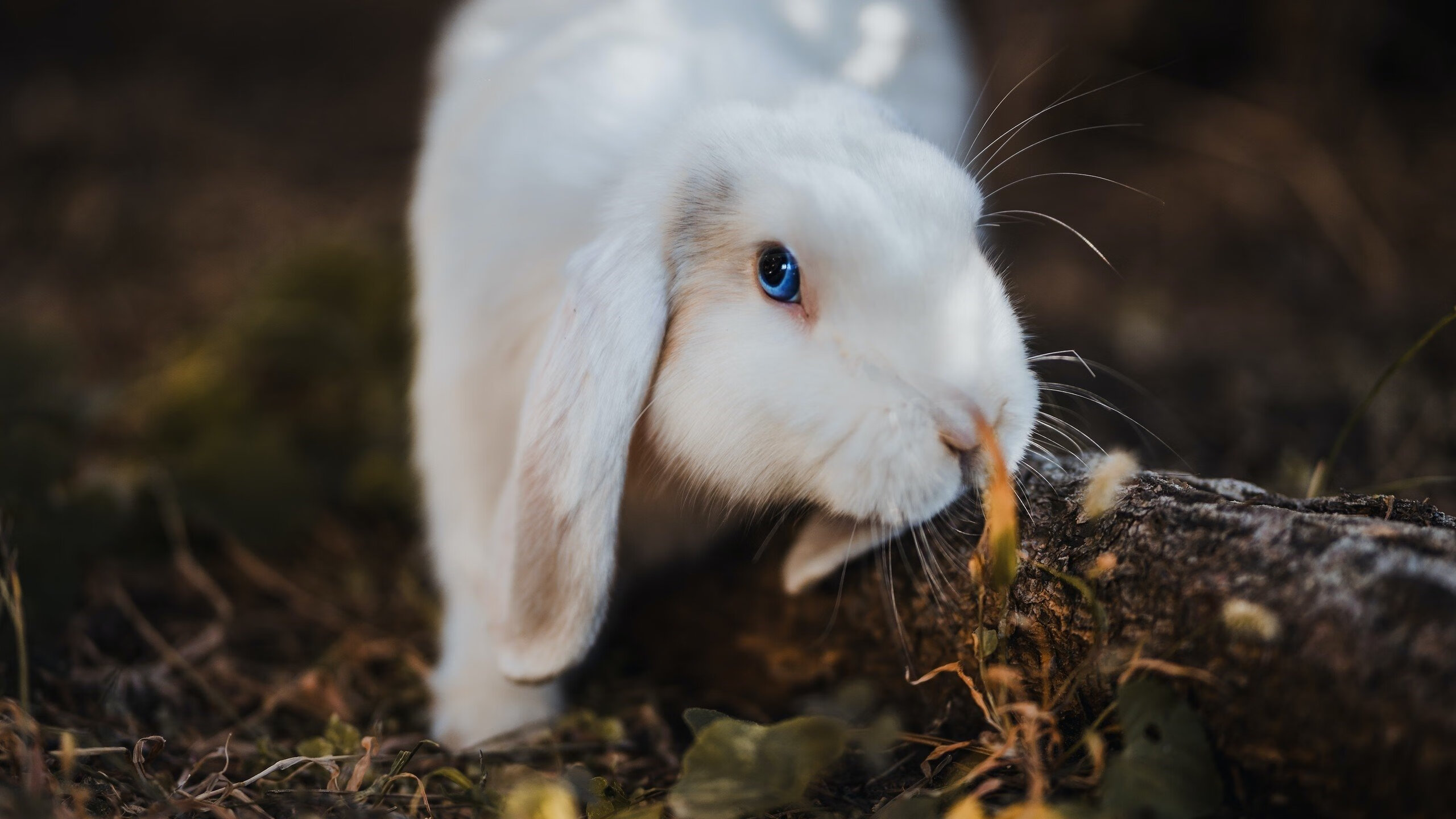森林狼连续三场胜利媒体一致称赞,森林狼比赛