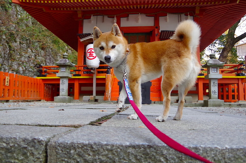 火箭连续抢断打出节奏成功限制对方传导球，火箭终止连败