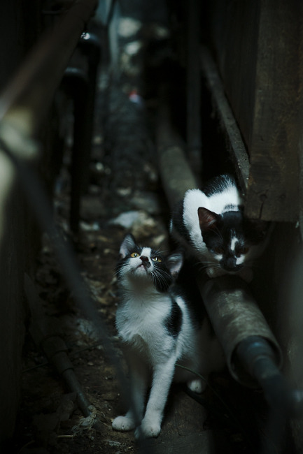 随机王嘉男再夺冠军跳远大奖赛，跳远王佳楠个人资料
