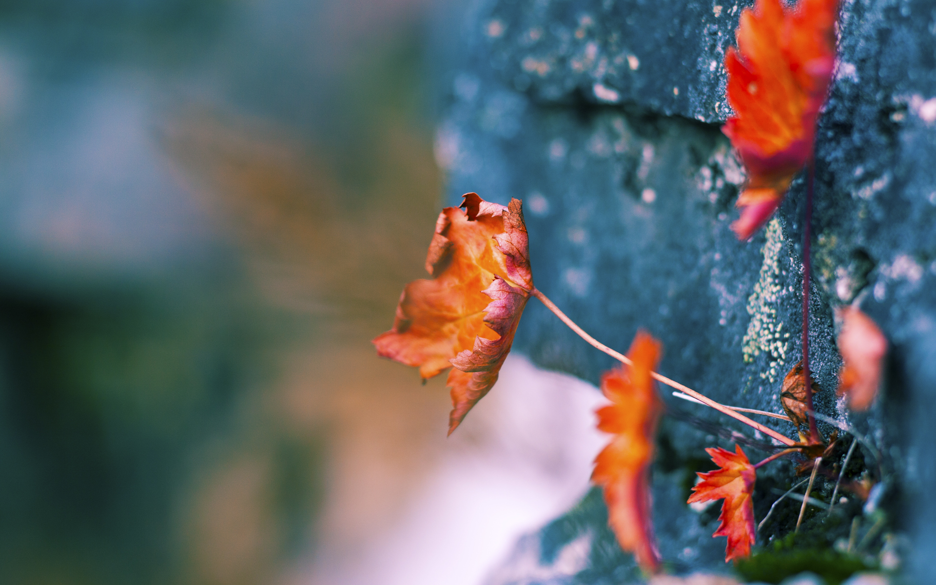 美洲杯激情碰撞:明星表现极致精彩!,美洲杯视频集锦