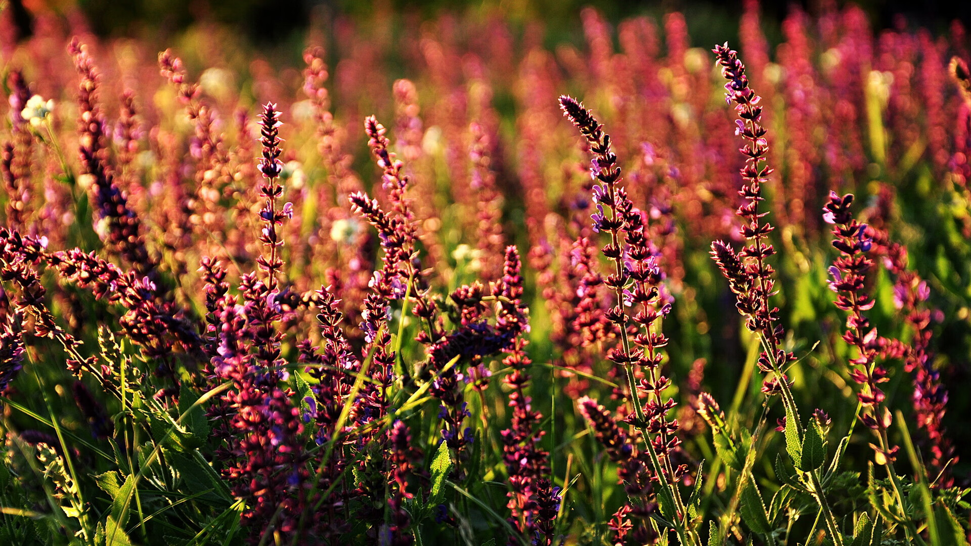 职业联赛积极推动社会公益篮球活动传播正能量,篮球公益课程方案