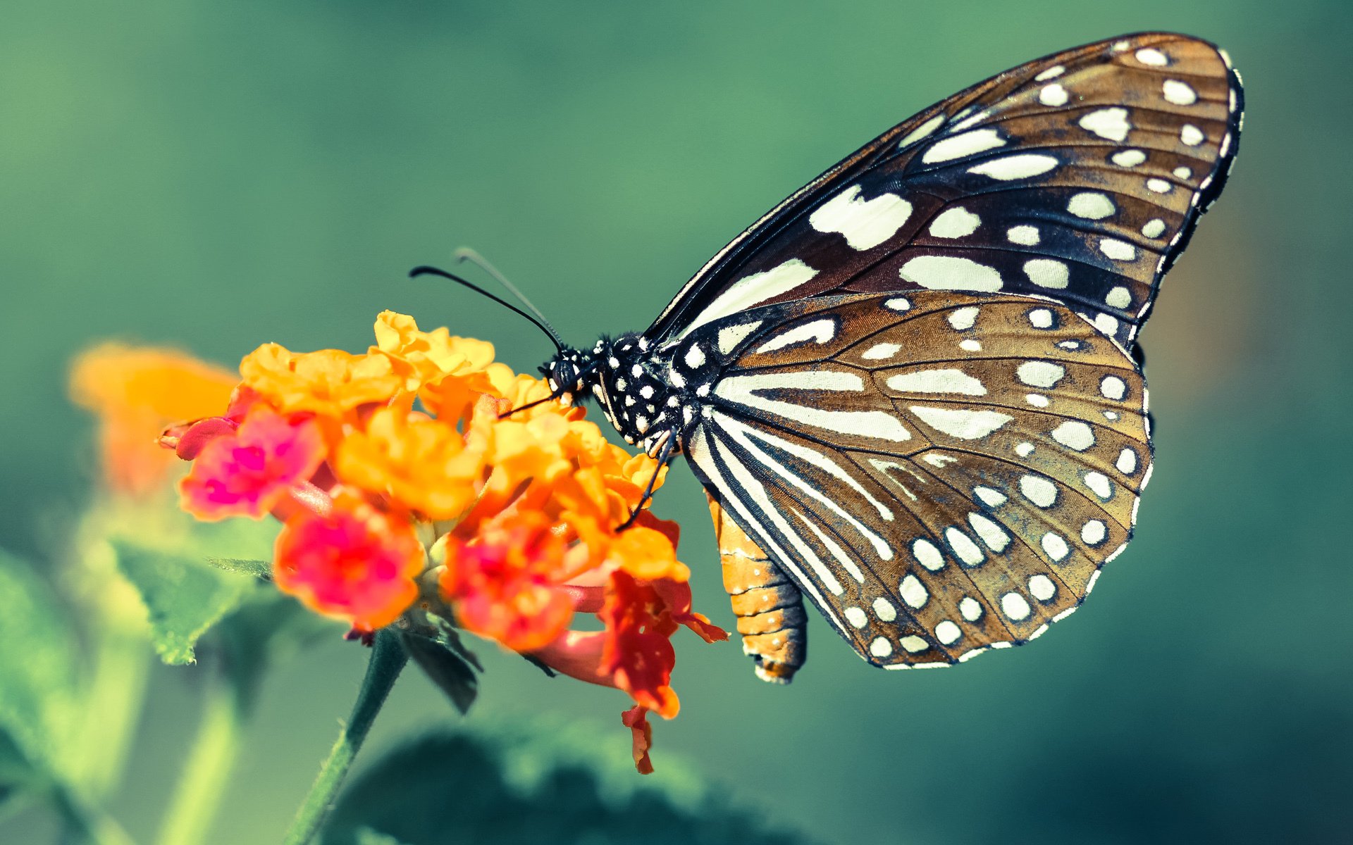 袋鼠队灵活多变的打法,持续增加赛场上不确定性,袋鼠组合