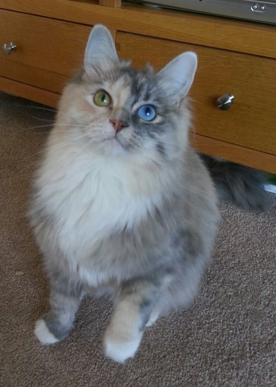 西亚卡姆传球视野开阔提升全队配合,西亚卡姆有潜力吗